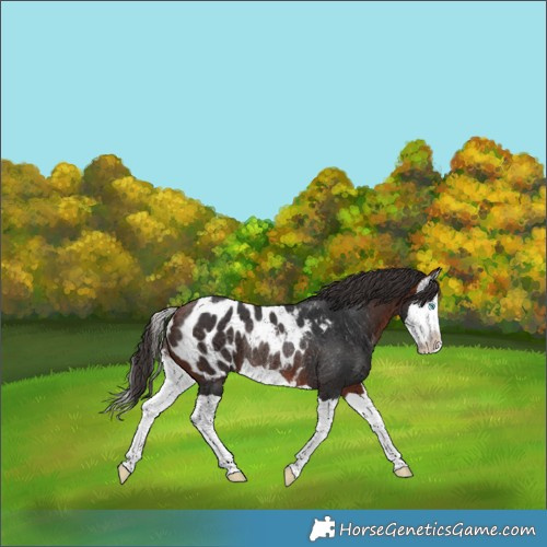 Horse Color:Bay Splash Appaloosa Rabicano 