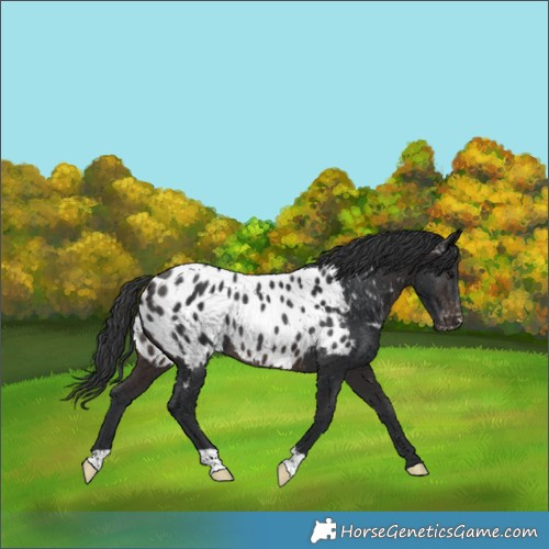 Horse Color:Brown Appaloosa Rabicano 