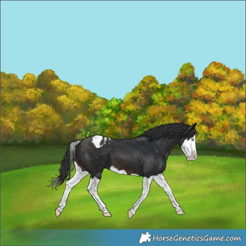 Horse Color:Brown Splash Appaloosa 