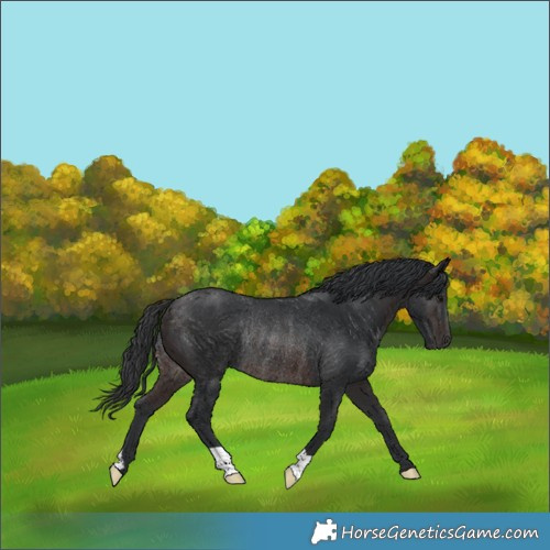 Horse Color:Brown Rabicano 