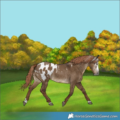 Horse Color:Gray Liver Red Dun Splash Blanket 