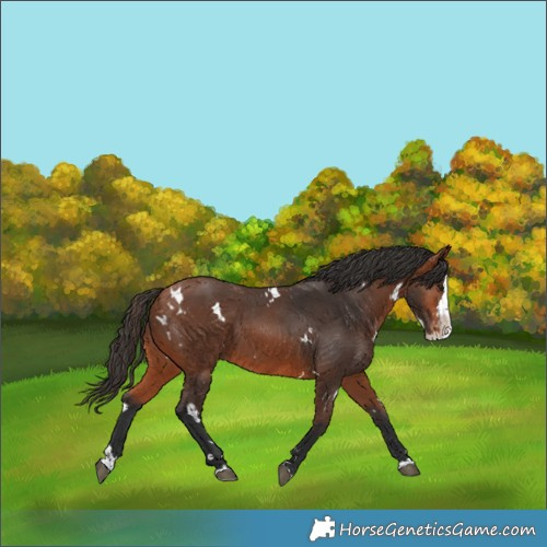 Horse Color:White Spotted Bay Splash Appaloosa