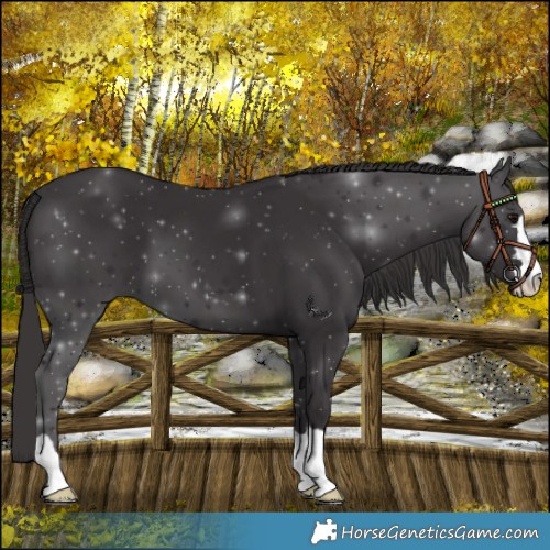 Horse Color:Smoky Black
