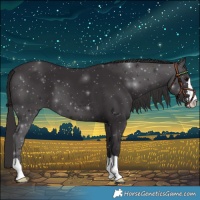 Horse Color:Smoky Black 