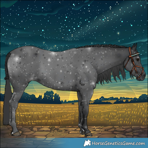Horse Color:Black 