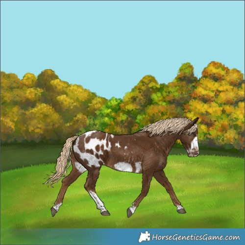 Horse Color:Chocolate Palomino Tobiano Frame Appaloosa