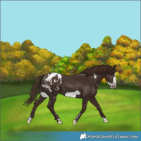 Horse Color:Liver Chestnut Splash Frame Blanket 