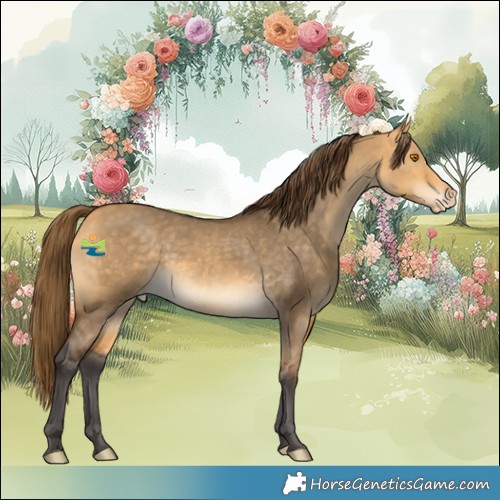 Horse Color:Buckskin Dun Skewed Appaloosa 