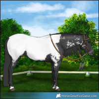 Horse Color:Black Near Fewspot 