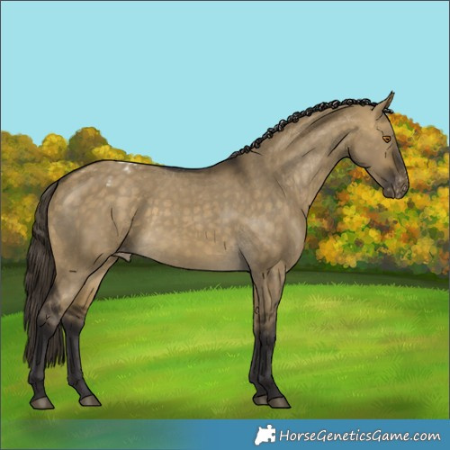 Horse Color:Buckskin Dun Blanket