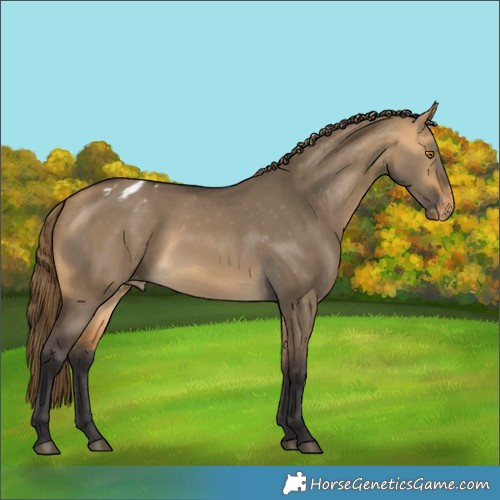 Horse Color:Buckskin Dun Appaloosa 