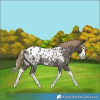 Horse Color:Liver Red Roan Splash Appaloosa 