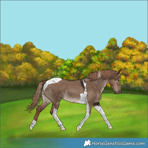 Horse Color:Liver Red Dun Tobiano