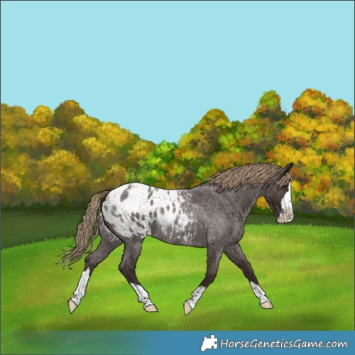 Horse Color:Liver Red Roan Splash Appaloosa 
