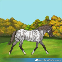 Horse Color:Liver Red Roan Appaloosa