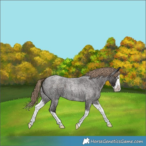 Horse Color:Liver Red Roan Splash