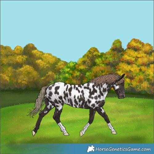 Horse Color:Liver Chestnut Appaloosa 