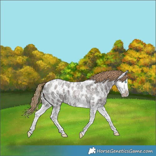 Horse Color:Liver Red Roan Splash Appaloosa 