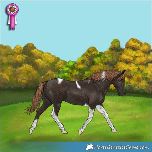 Horse Color:Liver Chestnut Tobiano