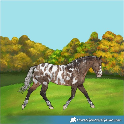 Horse Color:Powder White Silver Brown Dun Appaloosa Rabicano Brindle