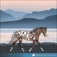Horse Color:Powder White Silver Brown Dun Appaloosa Rabicano Brindle 
