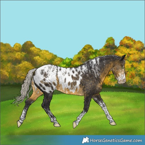 Horse Color:Powder White Silver Buckskin Appaloosa Rabicano