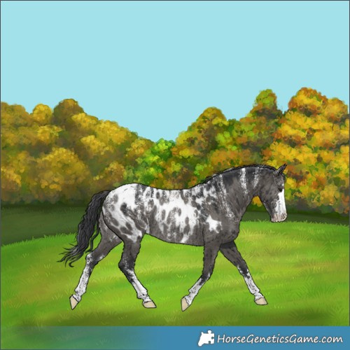 Horse Color:Powder White Grullo Appaloosa Rabicano Brindle