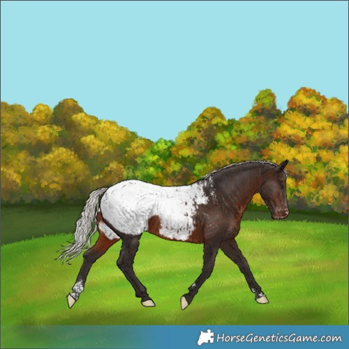 Horse Color:Powder White Silver Brown Appaloosa Rabicano