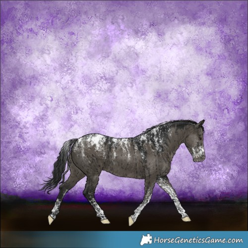 Horse Color:Powder White Gray Smoky Grullo Appaloosa Brindle 