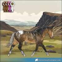 Horse Color:Powder White Gray Silver Buckskin Dun Appaloosa Rabicano Brindle