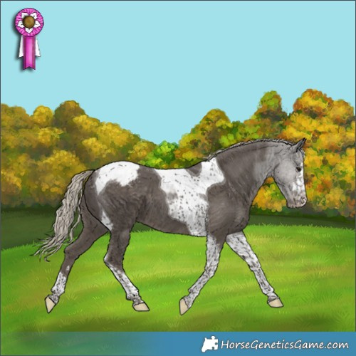 Horse Color:Silver Smoky Black Tobiano Appaloosa 