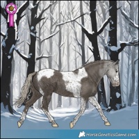 Horse Color:Silver Smoky Black Tobiano Appaloosa