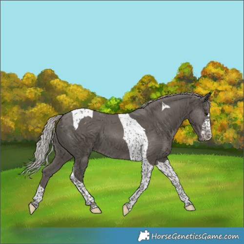 Horse Color:Silver Black Tobiano Appaloosa 