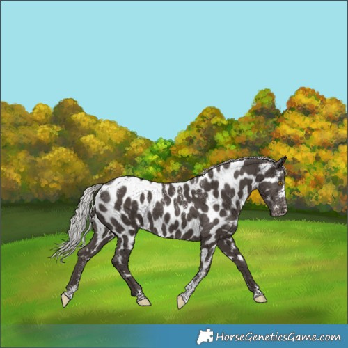 Horse Color:Powder White Silver Black Appaloosa 