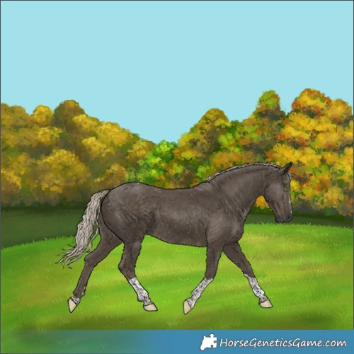 Horse Color:Silver Smoky Black Tobiano 