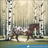 Horse Color:Powder White Silver Black Tobiano Appaloosa