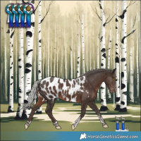 Horse Color:Powder White Silver Black Tobiano Near Leopard