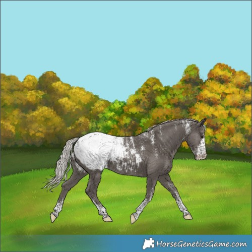 Horse Color:Powder White Silver Black Appaloosa 