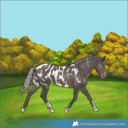 Horse Color:Powder White Silver Black Appaloosa 