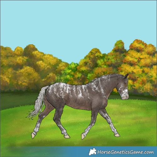 Horse Color:Powder White Silver Black Appaloosa 