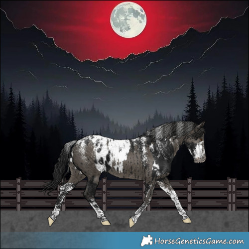 Horse Color:Powder White Gray Black Appaloosa  and Powder White Gray Smoky Grullo Appaloosa Brindle 