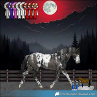 Horse Color:Powder White Gray Black Near Leopard  and Powder White Gray Smoky Grullo Blanket Brindle 