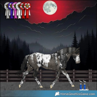 Horse Color:Powder White Gray Black Appaloosa  and Powder White Gray Smoky Grullo Appaloosa Brindle 