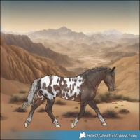 Horse Color:Powder White Silver Black Tobiano Appaloosa 