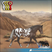 Horse Color:Powder White Silver Black Tobiano Appaloosa