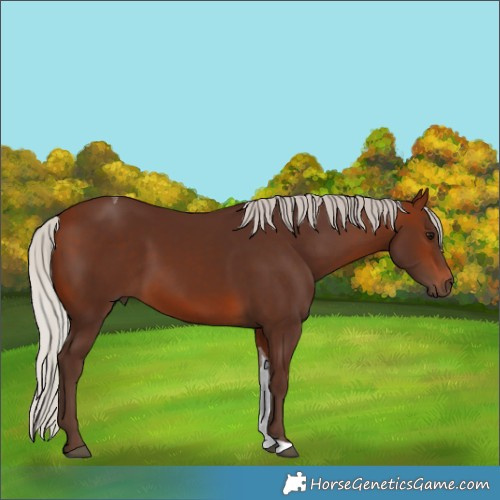Horse Color:Silver Brown Tobiano