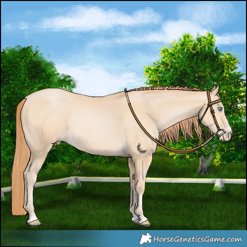 Horse Color:Buckskin Pearl Rabicano 