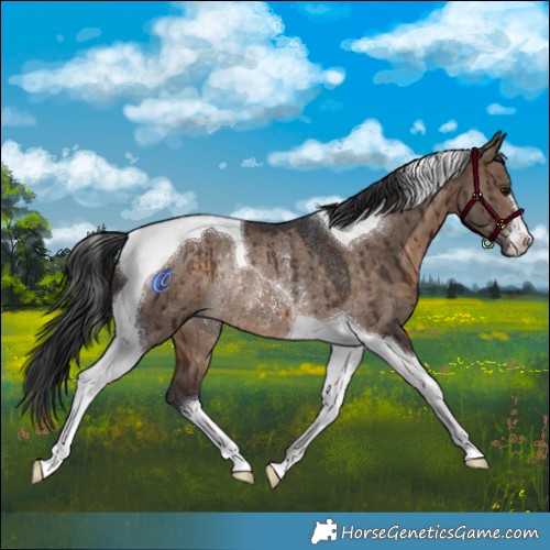 Horse Color:Brown Dun Tobiano Rabicano Brindle