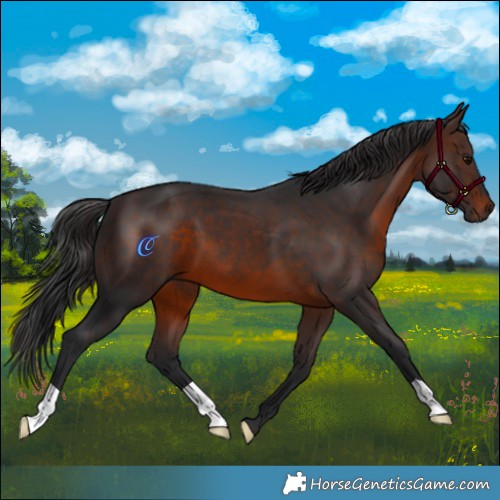 Horse Color:Brown 