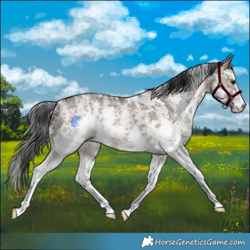 Horse Color:Brown Dun Sabino Rabicano 